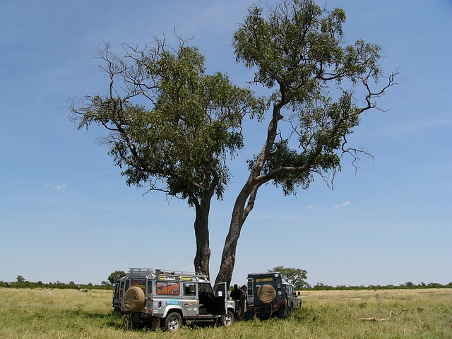 Gap year safari